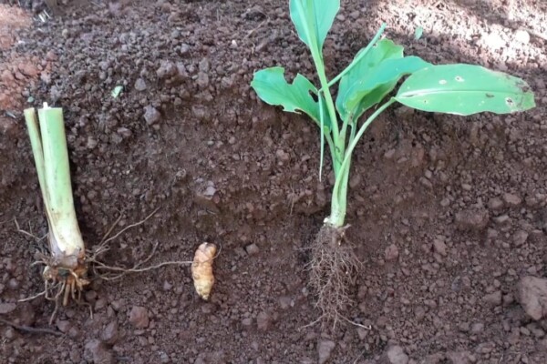 Plantas Medicinais Plantas Medicinais