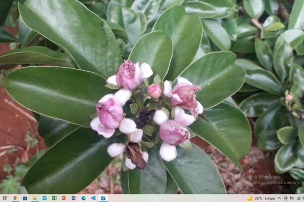 Plantas Medicinais Plantas Medicinai